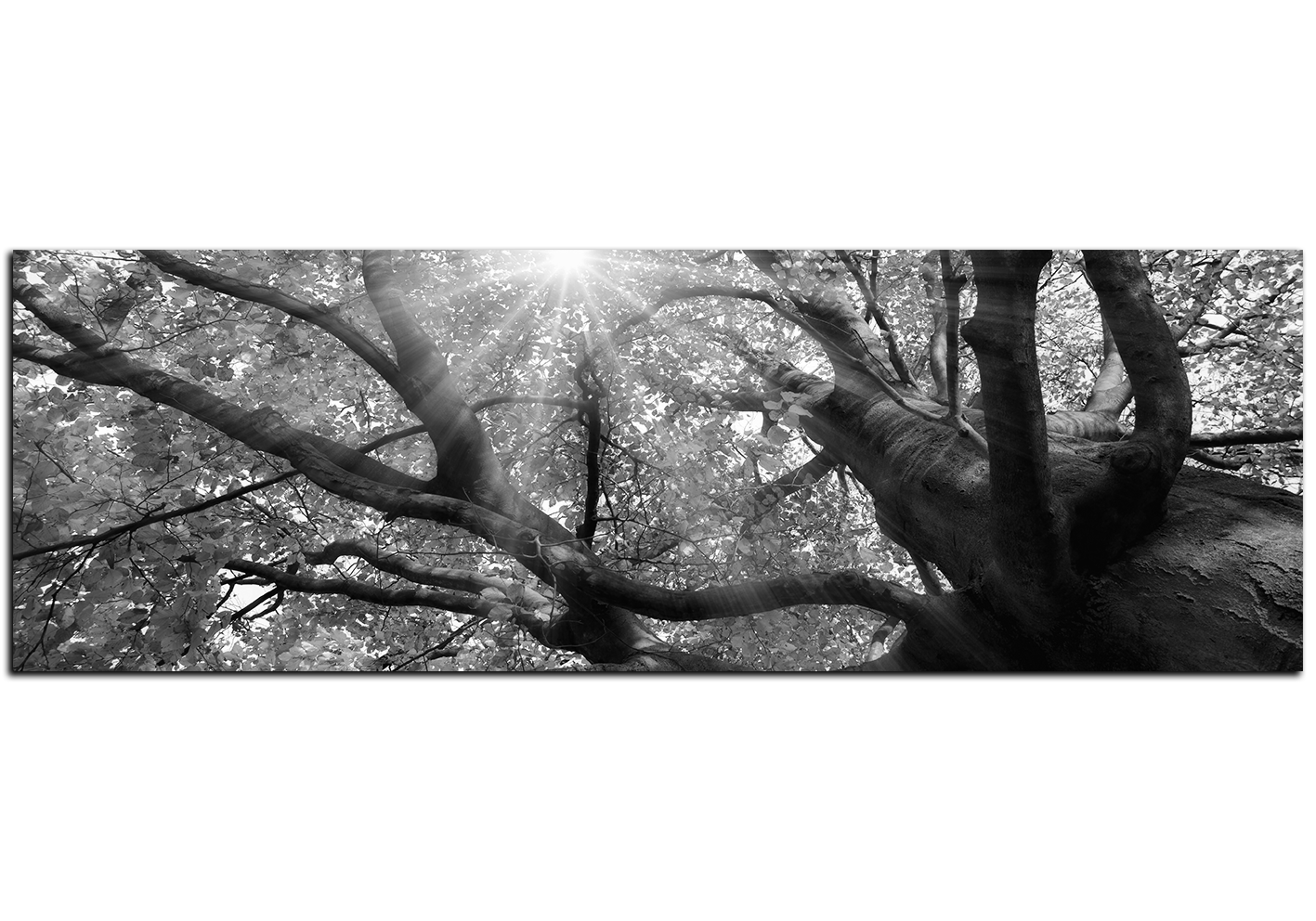 Obraz na plátně - Slunce přes větve stromu - panoráma Obraz na plátně - Slunce přes větve stromu - panoráma